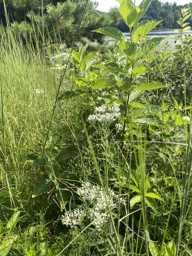 Image of Eupatorium novae by (c) Cherrie Corey, some rights reserved (CC BY)