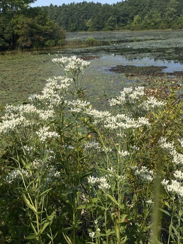 Image of New England Boneset (Eupatorium novae) by (c) Cherrie Corey, some rights reserved (CC BY)
