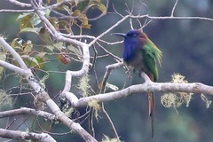 Purple-Bearded Bee-Eater photo 5