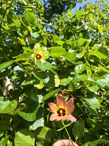 Hibiscus glaber iNat (2)