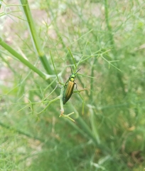 Lytta vesicatoria