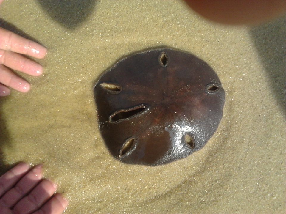 Encope emarginata