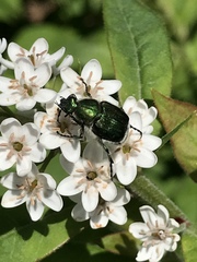 Trichiotinus lunulatus