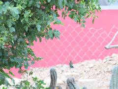 Chlorostilbon mellisugus