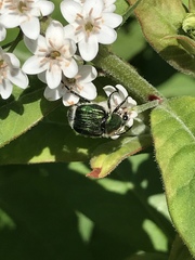 Trichiotinus lunulatus