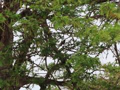 Chlorostilbon mellisugus