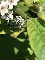 Trichiotinus lunulatus