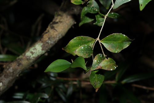 Image of Jasminum jenniae by (c) Greg Tasney, some rights reserved (CC BY-SA)