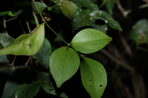 Image of Jasminum jenniae by (c) Greg Tasney, some rights reserved (CC BY-SA)
