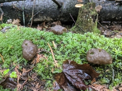 Gyromitra sphaerospora