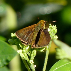 Apocynum cannabinum