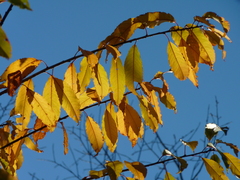 Prunus serotina