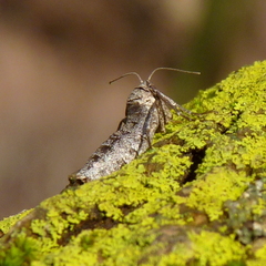 Alsophila pometaria