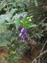 Cavendishia angustifolia
