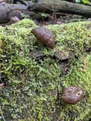 Gyromitra sphaerospora