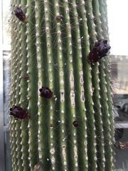 Cephalocereus polylophus