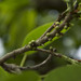 Ficus tsjakela - Photo 由 Siddarth Machado 所上傳的 (c) Siddarth Machado，保留部份權利CC BY