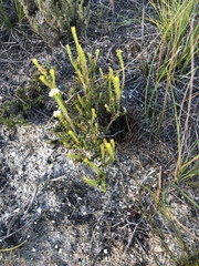 Diosma oppositifolia