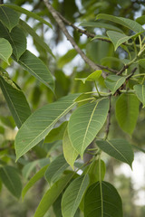 Ficus tsjakela