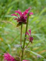 Monarda media