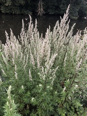 Artemisia vulgaris