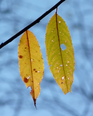 Prunus serotina