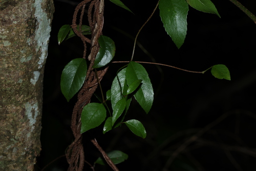 Aphanopetalum resinosum (Aphanopetalum resinosum)