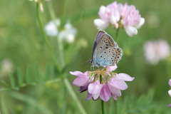 Plebejus argyrognomon