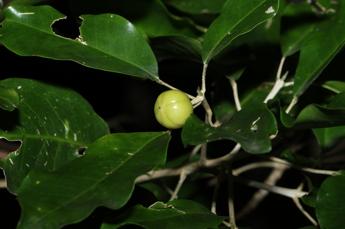 Image of Sarcomelicope simplicifolia by (c) Greg Tasney, some rights reserved (CC BY-SA)