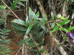 Cavendishia angustifolia