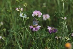 Plebejus argyrognomon