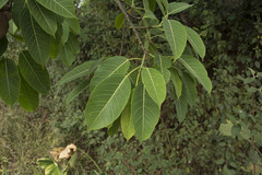 Ficus tsjakela