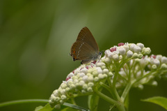 Satyrium acaciae