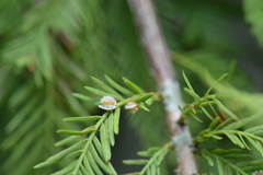 Taxodiomyia