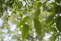 Ficus tsjakela