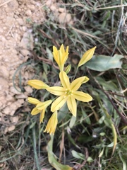 Triteleia ixioides ixioides