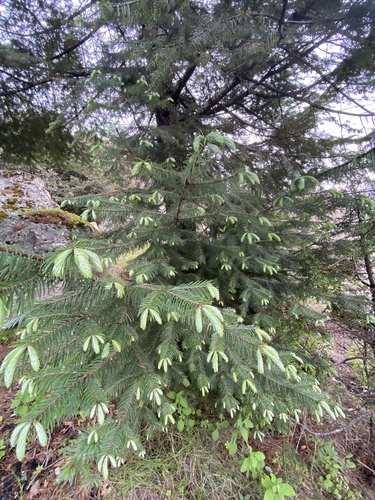 Abies neodurangensis