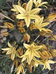 Triteleia ixioides ixioides