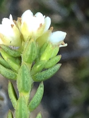 Diosma oppositifolia