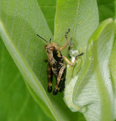 Melanoplus viridipes
