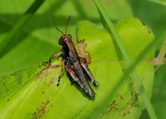 Melanoplus viridipes