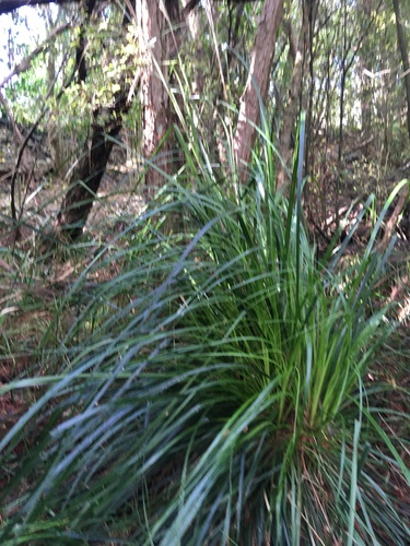 Image of Gahnia xanthocarpa by no rights reserved