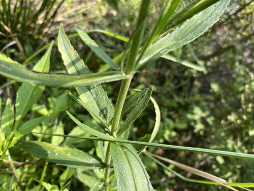 Image of Eupatorium novae by (c) Cherrie Corey, some rights reserved (CC BY)