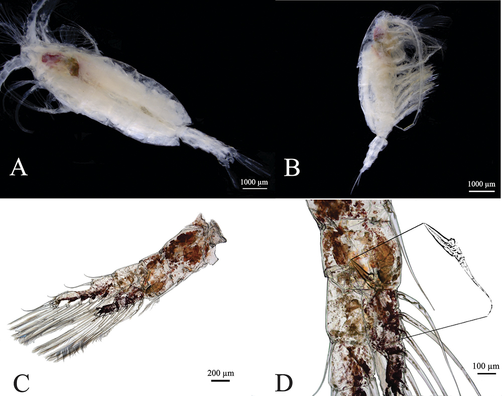 Megacalanidae