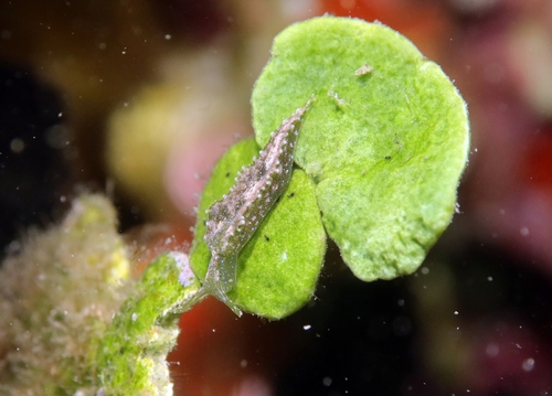 Elysia gordanae
