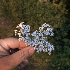 Achillea millefolium