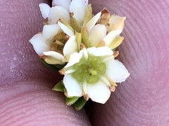 Diosma oppositifolia