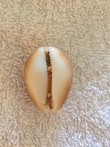 Cypraea schilderorum observed 2019-06-15