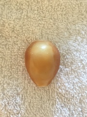 Lyncina schilderorum
