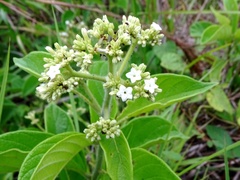 Heliotropium verdcourtii